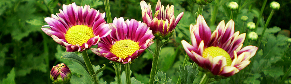 短信网页在线轰炸源码